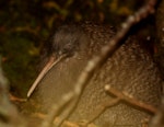 Great spotted kiwi | Roroa. Adult female. Arthur's Pass, April 2015. Image © Johannes Fischer by Johannes Fischer.