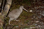 Great spotted kiwi | Roroa. Adult. Paparoa National Park, August 2017. Image © Matthias Dehling by Matthias Dehling.