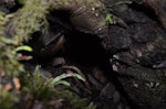 Great spotted kiwi | Roroa. Burrow entrance. Arthur's Pass, September 2012. Image © Corey Mosen by Corey Mosen.