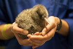 Great spotted kiwi | Roroa. Captive-bred chick. Willowbank Wildlife Park, January 2011. Image © Sabine Bernert by Sabine Bernert.