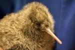 Great spotted kiwi | Roroa. Captive-bred chick. Willowbank Wildlife Park, January 2011. Image © Sabine Bernert by Sabine Bernert.