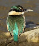 Sacred kingfisher | Kōtare. Adult, dorsal view. Wanganui, July 2013. Image © Ormond Torr by Ormond Torr.