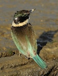 Sacred kingfisher | Kōtare. Immature, dorsal view. Wanganui, July 2013. Image © Ormond Torr by Ormond Torr.