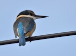 Sacred kingfisher | Kōtare. Adult perched on overhead wires. South Auckland, April 2015. Image © Marie-Louise Myburgh by Marie-Louise Myburgh.