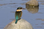 Sacred kingfisher | Kōtare. Adult. Boulder Bank, Nelson, June 2017. Image © Rebecca Bowater by Rebecca Bowater FPSNZ AFIAP.