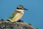 Sacred kingfisher | Kōtare. Immature. Bay of Islands, July 2014. Image © Tony Whitehead by Tony Whitehead.