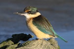 Sacred kingfisher | Kōtare. Immature at estuary observation perch. Wanganui, July 2012. Image © Ormond Torr by Ormond Torr.