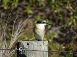 Sacred kingfisher | Kōtare. Immature. Wairau Bar, Marlborough, April 2016. Image © Bill Cash by Bill Cash.