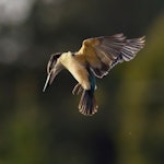 Sacred kingfisher | Kōtare. Immature hovering. Mapua, Waimea Lagoon, July 2021. Image © Rob Lynch by Rob Lynch.