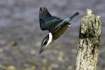 Sacred kingfisher | Kōtare. Immature diving from perch, seeking mud crabs. Pauatahanui Inlet, March 2015. Image © Toya Heatley by Toya Heatley.