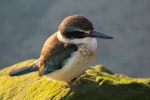 Sacred kingfisher | Kōtare. Immature. Waikanae Beach lagoon, August 2015. Image © Roger Smith by Roger Smith.