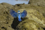 Sacred kingfisher | Kōtare. Dorsal view of adult flying. Bay of Islands, January 2013. Image © Brian Anderson by Brian Anderson.