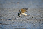 Sacred kingfisher | Kōtare. Immature plucking a crab from a mudflat in flight. Little Waihi estuary, August 2017. Image © Tony Whitehead by Tony Whitehead.