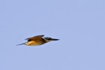 Sacred kingfisher | Kōtare. Side view of immature bird in flight. Katikati, July 2012. Image © Raewyn Adams by Raewyn Adams.