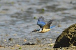 Sacred kingfisher | Kōtare. Immature in flight showing underwing. Bay of Islands, January 2013. Image © Brian Anderson by Brian Anderson.