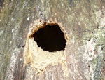 Sacred kingfisher | Kōtare. Close view of nest hole in tree. Aorangi Island, Poor Knights Islands, December 2011. Image © Alan Tennyson by Alan Tennyson.