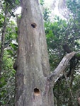 Sacred kingfisher | Kōtare. Nest holes in dead tree. Aorangi Island, Poor Knights Islands, December 2011. Image © Alan Tennyson by Alan Tennyson.