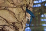 Sacred kingfisher | Kōtare. Adult digging out nest in phoenix palm. Mt Eden, Auckland, January 2010. Image © Bruce Buckman by Bruce Buckman.