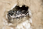 Sacred kingfisher | Kōtare. Chicks in nest burrow. Great Barrier Island, January 2010. Image © Eugene Polkan by Eugene Polkan.