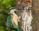 Sacred kingfisher | Kōtare. Adult feeding chick in nest. Wanganui, January 2014. Image © Ormond Torr by Ormond Torr.