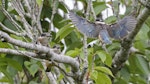 Sacred kingfisher | Kōtare. Juveniles practicing flight on their first day out of the nest. Mt Eden, February 2016. Image © Bruce Buckman by Bruce Buckman.