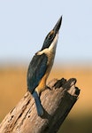 Sacred kingfisher | Kōtare. Immature bird alert to aerial threat. Wanganui, May 2008. Image © Ormond Torr by Ormond Torr.