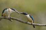 Sacred kingfisher | Kōtare. Male (on right) courtship-feeding a frog to his mate. Auckland, December 2013. Image © Bartek Wypych by Bartek Wypych.