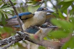 Sacred kingfisher | Kōtare. Pair mating. Mt Eden, Auckland, December 2015. Image © Bruce Buckman by Bruce Buckman.