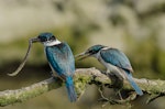 Sacred kingfisher | Kōtare. Breeding pair with a young eel (male bird on left). It took both birds 6 minutes to dispatch it. Auckland, January 2015. Image © Bartek Wypych by Bartek Wypych.