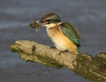 Sacred kingfisher | Kōtare. Immature holding mud crab prey. Wanganui, July 2012. Image © Ormond Torr by Ormond Torr.