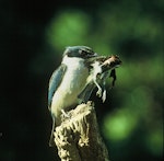 Sacred kingfisher | Kōtare. Adult holding silvereye prey in bill. Levin, January 1979. Image © Albert Aanensen by Albert Aanensen.