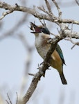 Sacred kingfisher | Kōtare. Immature tossing a crab before swallowing it. Potts Rd, Whitford, Auckland, March 2016. Image © Marie-Louise Myburgh by Marie-Louise Myburgh.