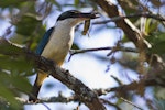 Sacred kingfisher | Kōtare. Adult bringing copper skink back to nest. Mt Eden, Auckland, December 2012. Image © Bruce Buckman by Bruce Buckman.