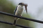 Sacred kingfisher | Kōtare. Adult male holding an ornate skink. Mt Eden, Auckland, February 2015. Image © Bruce Buckman by Bruce Buckman.