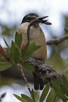 Sacred kingfisher | Kōtare. Adult female holding an ornate skink. The bird was one of a mating pair, and kept the skink in its beak for some time while calling. Mt Eden, Auckland, September 2015. Image © Bruce Buckman by Bruce Buckman.