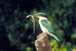 Sacred kingfisher | Kōtare. Adult holding northern grass skink. Ohau, Horowhenua, January 1976. Image © Albert Aanensen by Albert Aanensen.