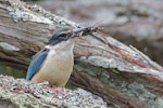 Sacred kingfisher | Kōtare. Adult male with Auckland tree weta. Mt Eden, December 2015. Image © Bruce Buckman by Bruce Buckman.