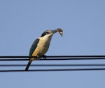 Sacred kingfisher | Kōtare. Adult with yellow admiral butterfly prey. Tikokino, Central Hawke's Bay, May 2015. Image © Cheryl Walton by Cheryl Walton.