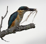 Sacred kingfisher | Kōtare. Immature with field cricket and a beakful of dead grass. Potts Rd, near Whitford, March 2016. Image © Marie-Louise Myburgh by Marie-Louise Myburgh.