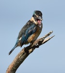 Sacred kingfisher | Kōtare. Immature regurgitating a pellet of the indigestible prey remains. Potts Rd, Whitford, March 2016. Image © Marie-Louise Myburgh by Marie-Louise Myburgh.