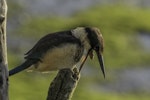 Sacred kingfisher | Kōtare. Immature disgorging a pellet. Waikanae River estuary, April 2016. Image © Roger Smith by Roger Smith.