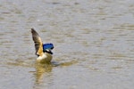 Sacred kingfisher | Kōtare. Adult taking off from shallow water. Tauranga, November 2011. Image © Raewyn Adams by Raewyn Adams.