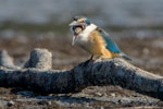 Sacred kingfisher | Kōtare. Immature regurgitating a pellet of crab exoskeletons. Little Waihi estuary, August 2017. Image © Tony Whitehead by Tony Whitehead.