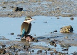 Sacred kingfisher | Kōtare. Adult on mudflat. Auckland, July 2012. Image © Joke Baars by Joke Baars.