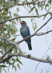 Dollarbird. Adult. Canberra, Australia, January 2016. Image © RM by RM.