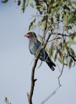 Dollarbird. Adult. Canberra, Australia, January 2016. Image © RM by RM.