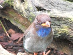 Dollarbird. Adult. Queensland, Australia, July 2011. Image © Ray Buckmaster by Ray Buckmaster.