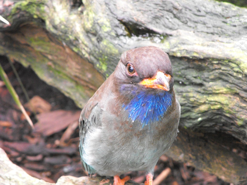 Dollarbird. Adult. Queensland, Australia, July 2011. Image © Ray Buckmaster by Ray Buckmaster.