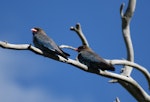 Dollarbird. Adult pair. Canberra, Australia, October 2016. Image © RM by RM.