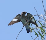 Dollarbird. Juvenile with wings out showing wing flashes. Roebuck Bay, West Australia, February 2009. Image © Phil Battley by Phil Battley.